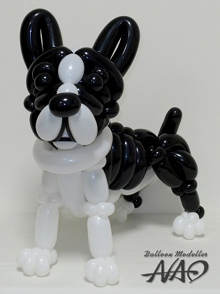 Boston Terrier